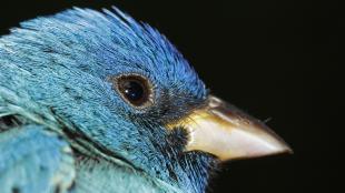 Una vista de cerca de la cara de un colorín azul