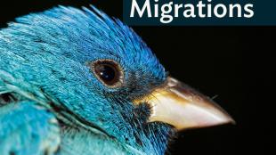 Closeup of Indigo Bunting's head, showing brilliant blue feathers, dark eye and short pointed back