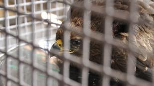 An eagle recuperates at the Jain Bird Hospital; it is seen through wire cage