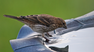 A female House Finch perches at the edge of a bird bath.