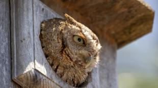 Eastern screech owl pokes head out of a nesting box
