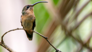 Female Rufous-breasted Hummingbird perched on a thin branch