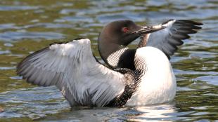 Un colimbo común (Gavia immer) que flexiona sus alas desde el agua