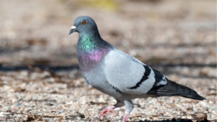 Single Rock Pigeon stands on pebble-covered ground