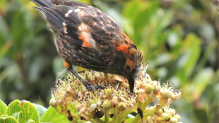 An black, orange, and silver songbird called an 'ākohekohe investigates a cluster of cream-colored flowers against a green background.