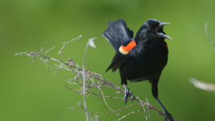 Red-winged Blackbird perches on a thin branch, with beak open