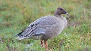 A Pink-footed Goose (grey body, short orange bill, and pinky legs) stands on a green field. 