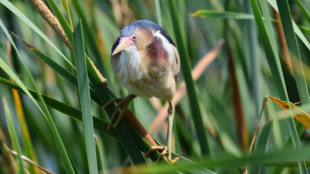 Least Bittern perches in blades of green grass