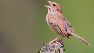 Orange and brown bird perches on stump with beak open pointing toward the sky