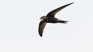 A Common Swift flies across an open, grey sky.