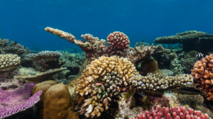 Underwater coral reef