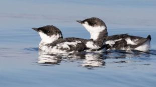 Two Marbled Murrelets in black and white, non-breeding plumage. The birds are floating on the surface of calm water. 