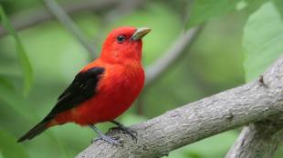 A male Scarlet Tanager perched on a thick branch against a green background.