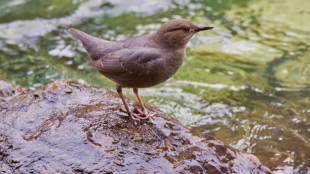 American Dipper stands on rock covered in water
