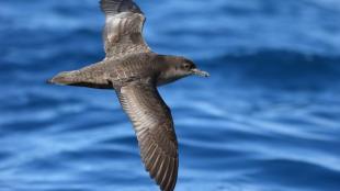 A Short-tailed Shearwater glides above calm water. 