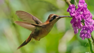 Un colibrí bebiendo néctar de una flor morada