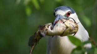 A Black-crowned Night-Heron holding a catfish in its bill.