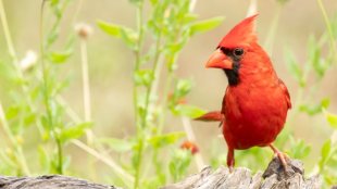 Male Northern Cardinal stands in forefront with wildflowers in the background