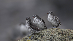 Three Least Auklets stand together on gray rock