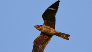 A Common Nighthawk in flight with wings outstretched and vertical white wing stripes visible