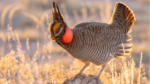 A Lesser Pairie-Chicken in a display posture against a grassland background.