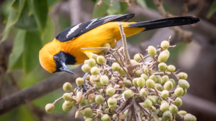 A Hooded Oriole perches on a bunch of fruits hanging below