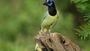 A Green Jay perches on a log with green foliage in the background. The bird's head is black with blue markings and its body is a mix of lime green and yellow.