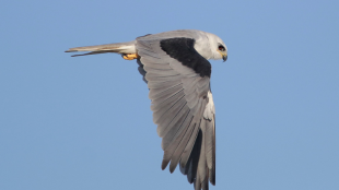 A White-tailed Kite flying against a blue sky with wings positioned at the end of a downbeat. 