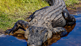 An American Alligator entering shallow water from a bank
