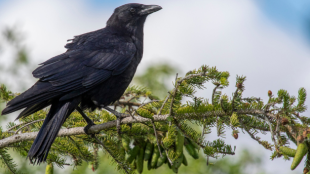 An American Crow perches on the bow of an evergreen tree with a cloudy blue sky in the background.