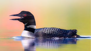 A Common Loon swims through still water, seen from the side, calling with its bill open
