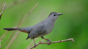 A Gray Catbird perched on a branch against a green background.