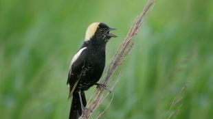 A male Bobolink perches on a stem in a grassland and sings
