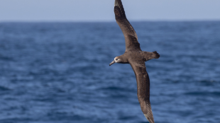 A Black-footed Albatross soars over the open ocean with the horizon in the distance. The bird has long pointed wings and a dark grey body.