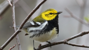 A male Black-throated Green Warbler perched on a bare branch against a dull background.