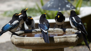A flock of Yellow-billed Magpies drinking at a bird bath.