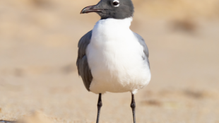 A Laughing Gull on a beach stands with head turned to the side