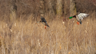 A pair of male and female mallard ducks coming in for a landing in dry wetland vegetation. 