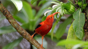 A bright red and black 'i'iwi perches on a branch and reaches for a flower above its head
