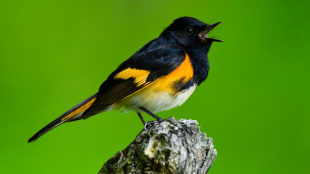 A bright orange and black American Redstart sings from a perch