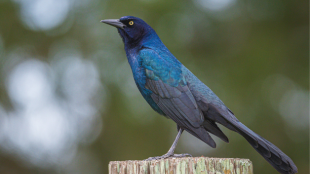 An iridescent black Boat-tailed Grackle perches proudly on post with his large tail on full display.