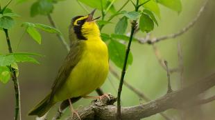 Kentucky Warbler singing