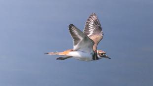 Killdeer in flight