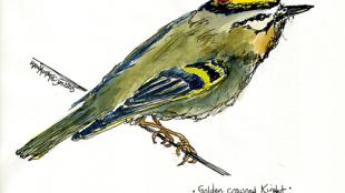 Golden-crowned Kinglet, sketch by Heather Murphy