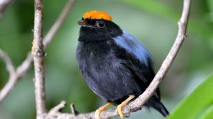 Male Lance-tailed Manakin, with black body and orange crest, perched on curved branch.