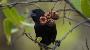 Large Ground Finch