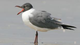 Laughing Gull