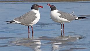 A pair of Laughing Gulls facing each other while standing on shoreline