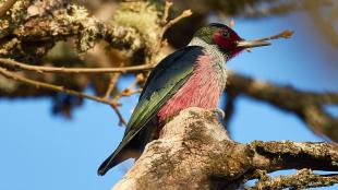 Lewis's Woodpecker