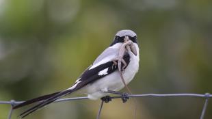 A grey bird with black wings and black mask stripe across its eyes sits on a wire fence, and holding a small lizard in its beak